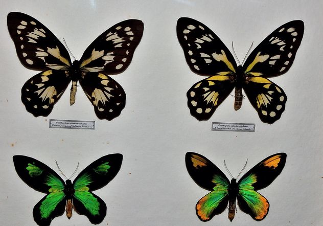 Collection of butterflies - image gratuit #229451 
