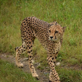 Cheetah on green grass - image #229481 gratis