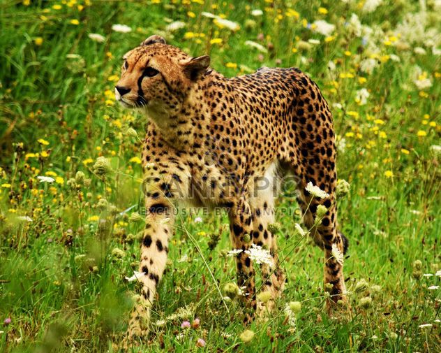 Cheetah on green grass - image #229491 gratis