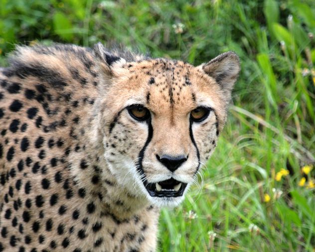 Cheetah on green grass - image #229501 gratis