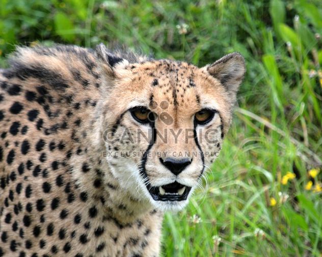 Cheetah on green grass - image gratuit #229501 