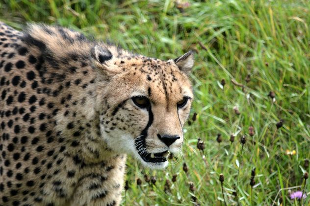 Cheetah on green grass - image #229511 gratis