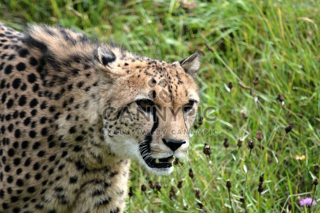 Cheetah on green grass - image #229511 gratis