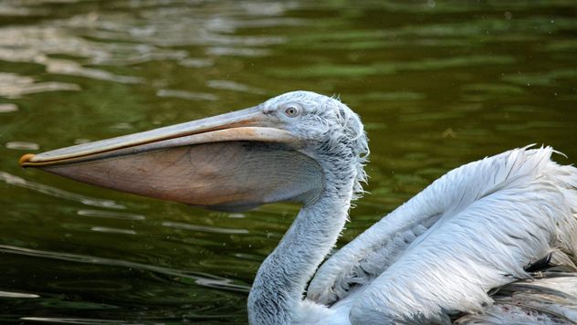 Pelican with full beak - image gratuit #229521 