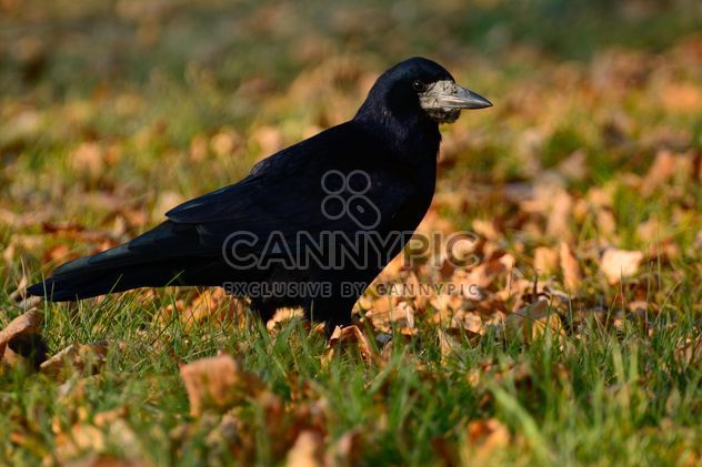 Big black raven - Free image #271911