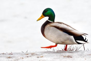 Walking duck - бесплатный image #271941
