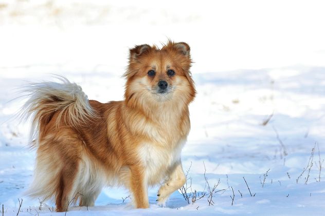 Dog in winter field - Free image #271951