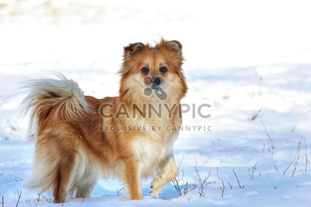 Dog in winter field - Kostenloses image #271951
