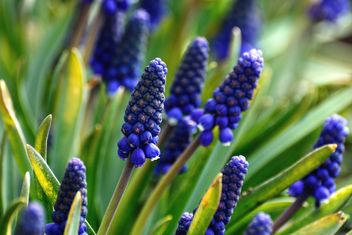 Blue Muscari flowers - Free image #271961