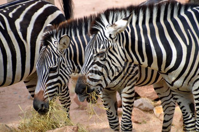 Zebras in the zoo - image #271991 gratis
