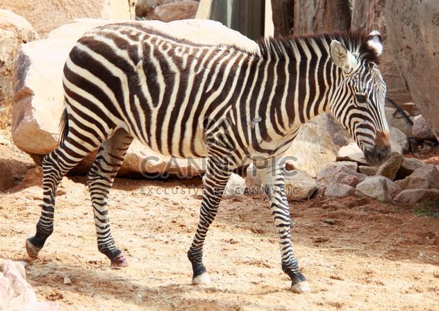Zebra in the zoo - image #272001 gratis