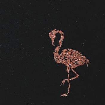 flamingo made from the pulp of grapefruit on a black background - бесплатный image #272251