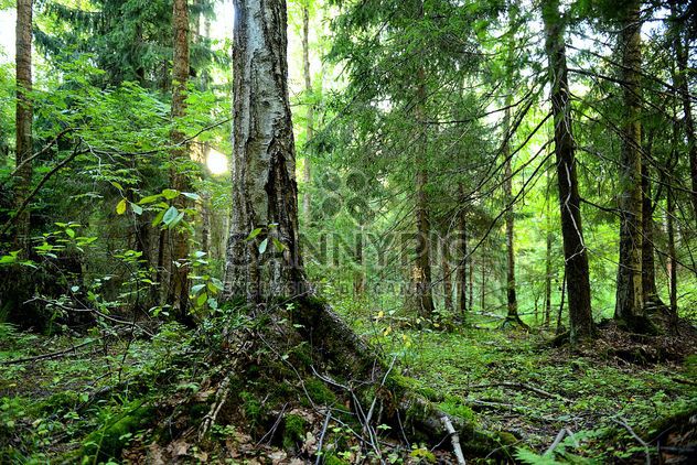 Old tree in forest - image gratuit #272511 