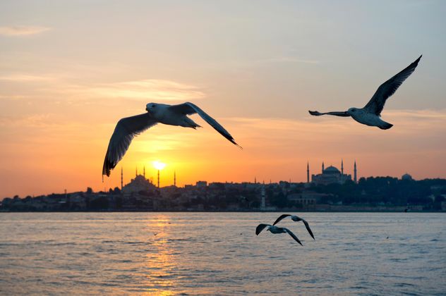 the flying seagulls at sunset - image #272521 gratis