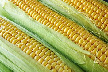 Ripe corn cobs - бесплатный image #272591