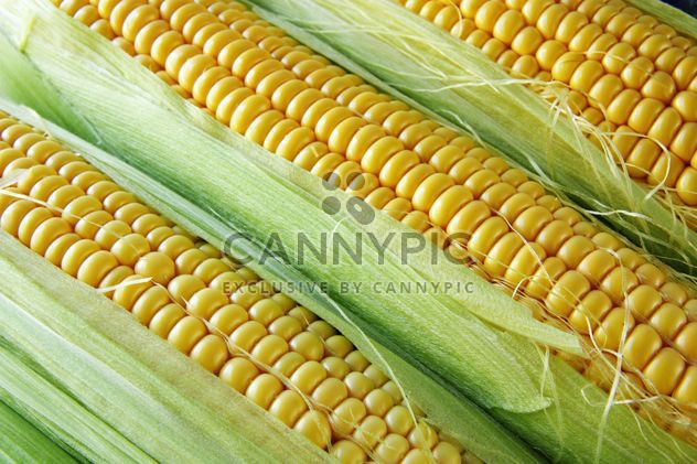 Ripe corn cobs - image gratuit #272591 