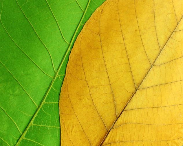Green and yellow leaves - Free image #272611