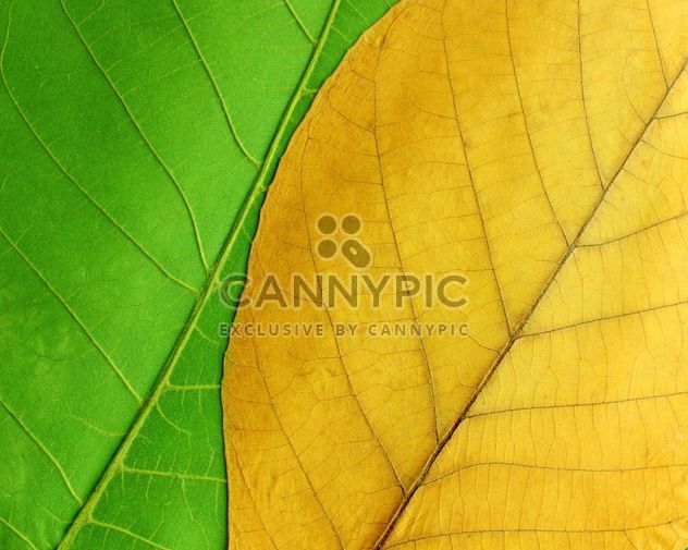Green and yellow leaves - image gratuit #272611 