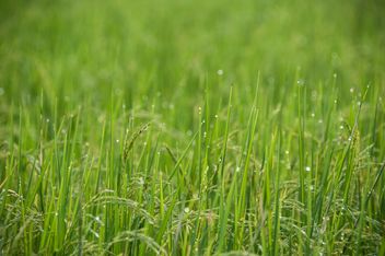 Rice Field - image #272931 gratis