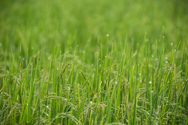 Rice Field - image gratuit #272931 