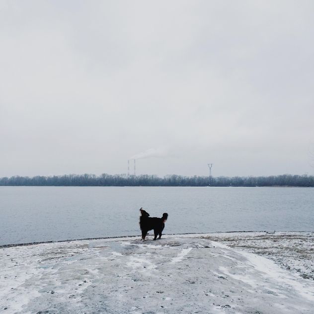 Sennenhund near winter river - image #272981 gratis