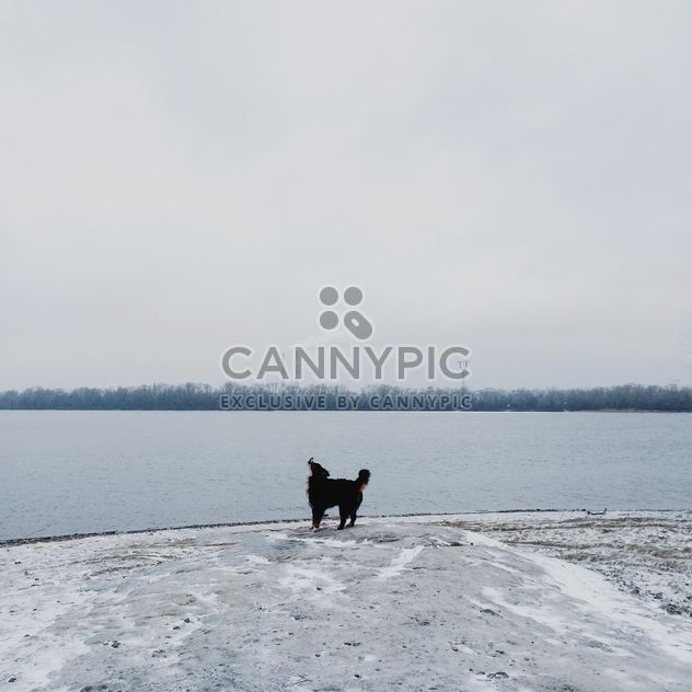 Sennenhund near winter river - бесплатный image #272981