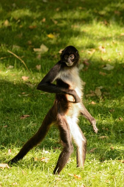 Monkey standing on a grass - Free image #273041