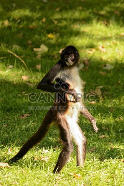 Monkey standing on a grass - image #273041 gratis