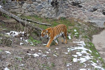 Ussuri tiger - image gratuit #273621 