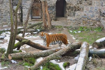 Ussuri tiger - бесплатный image #273631