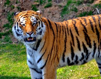 Tiger in Park - image #273641 gratis