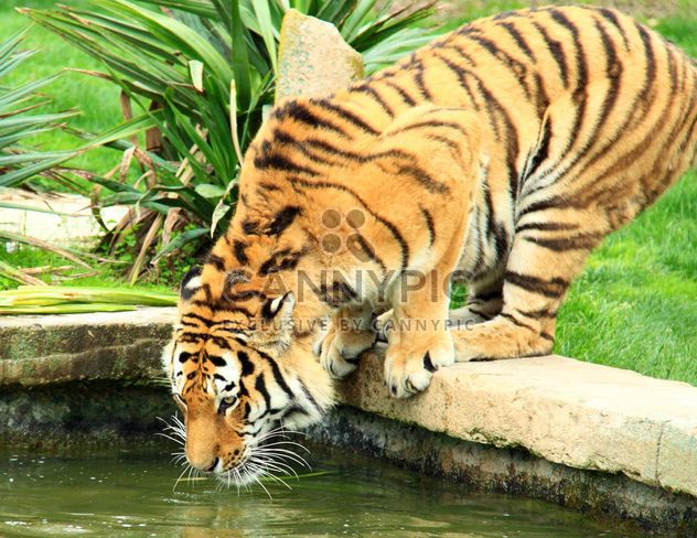 Tiger - Kostenloses image #273691