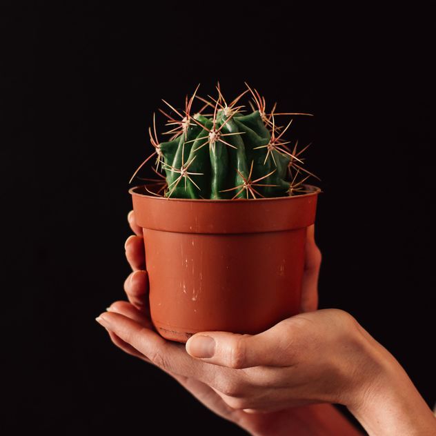 Pot with cactus in hands - image gratuit #273921 