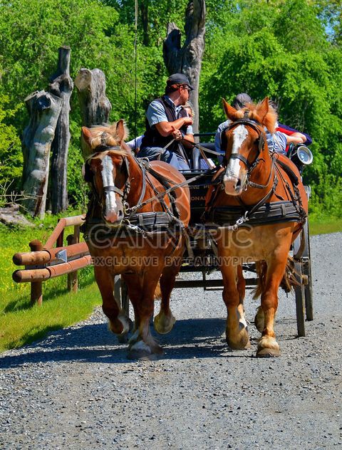 carriage drawn by two horses - бесплатный image #274921