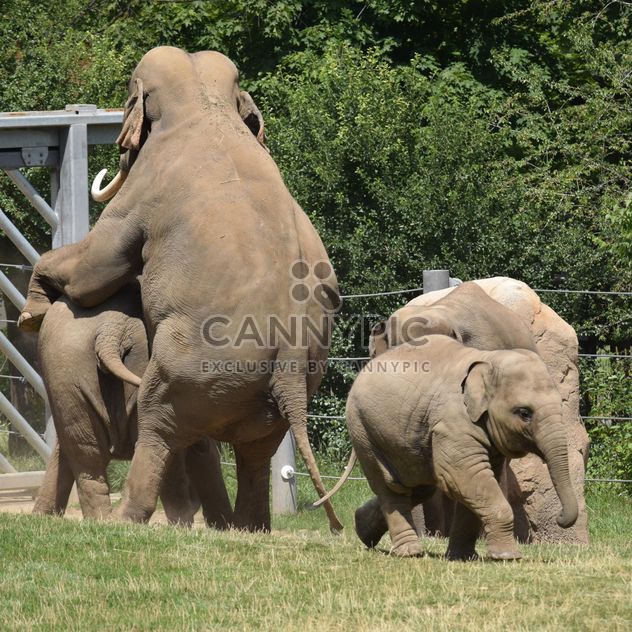 Elephants in the Zoo - Free image #274941