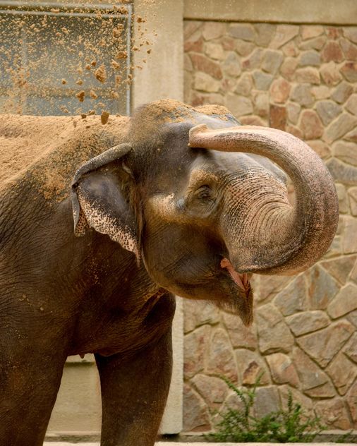 Elephant in the Zoo - бесплатный image #274951