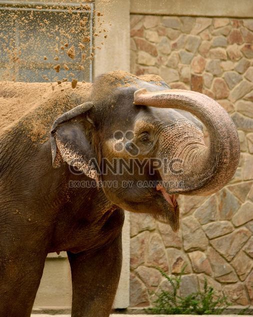 Elephant in the Zoo - Kostenloses image #274951