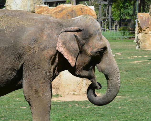 Elephant in the Zoo - image gratuit #274961 