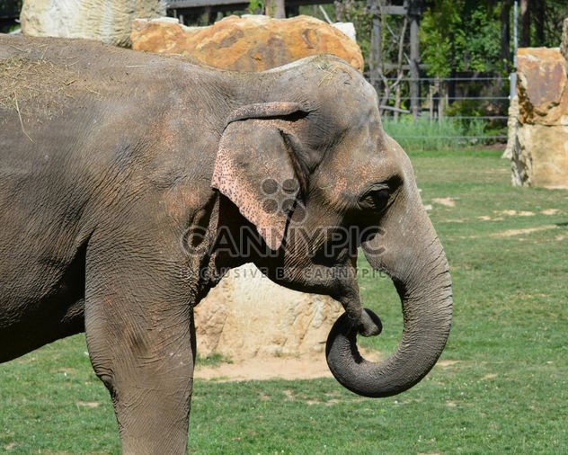 Elephant in the Zoo - Free image #274961