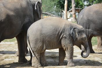 Elephants in the Zoo - Free image #274971