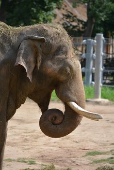 Elephant in the Zoo - Free image #274981
