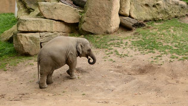 Elephant in the Zoo - Free image #274991