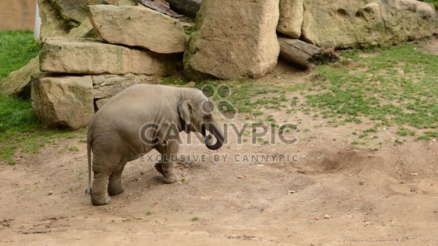Elephant in the Zoo - Kostenloses image #274991