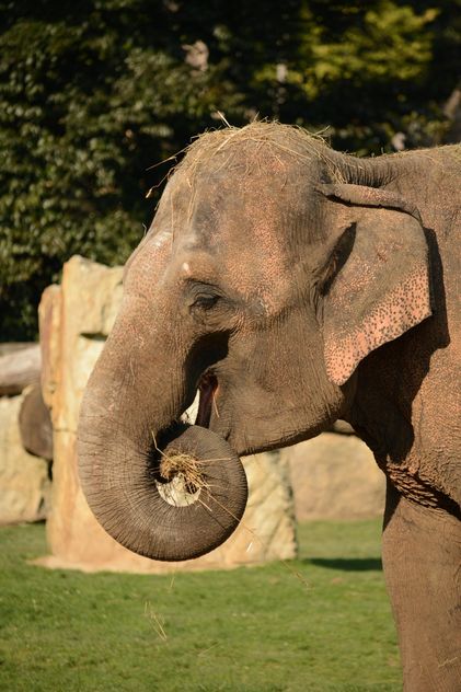 Elephant in the Zoo - Free image #275001
