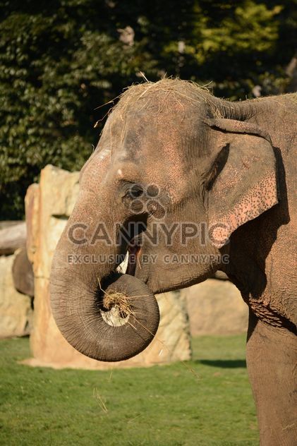 Elephant in the Zoo - image gratuit #275001 