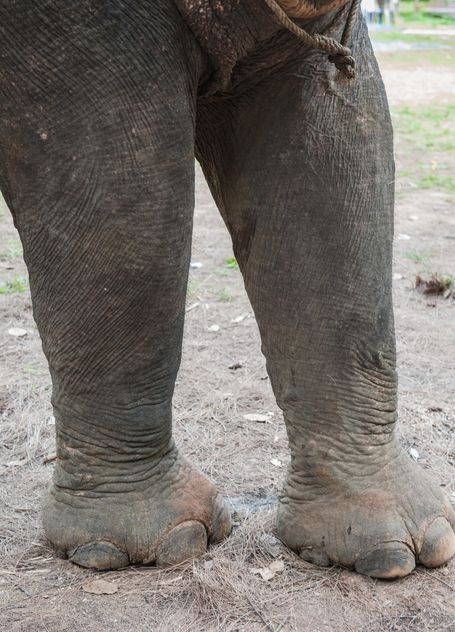 Elephant feet - image #275011 gratis