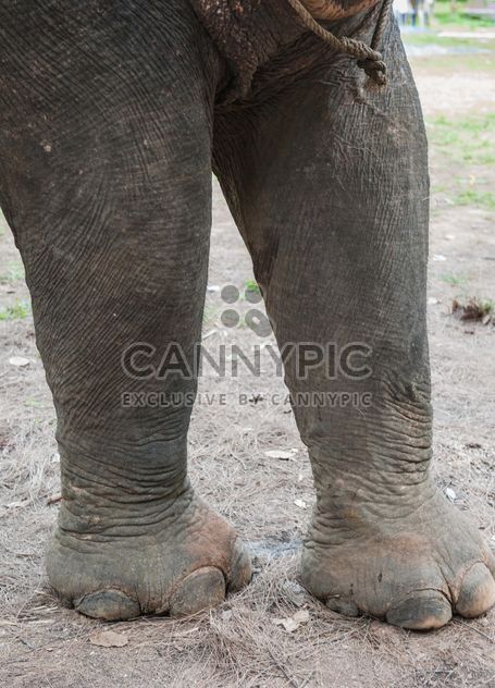 Elephant feet - Free image #275011