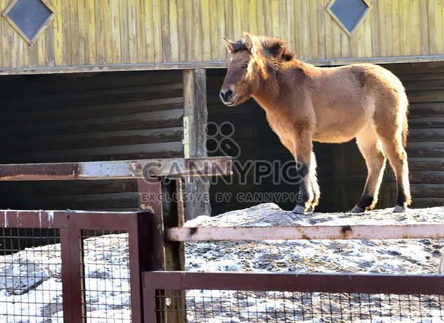 Wild horse in th Zoo - image #275031 gratis
