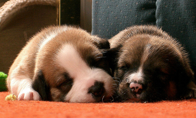 Sleeping Pups - Kostenloses image #275361