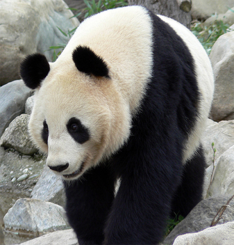 panda - бесплатный image #275441